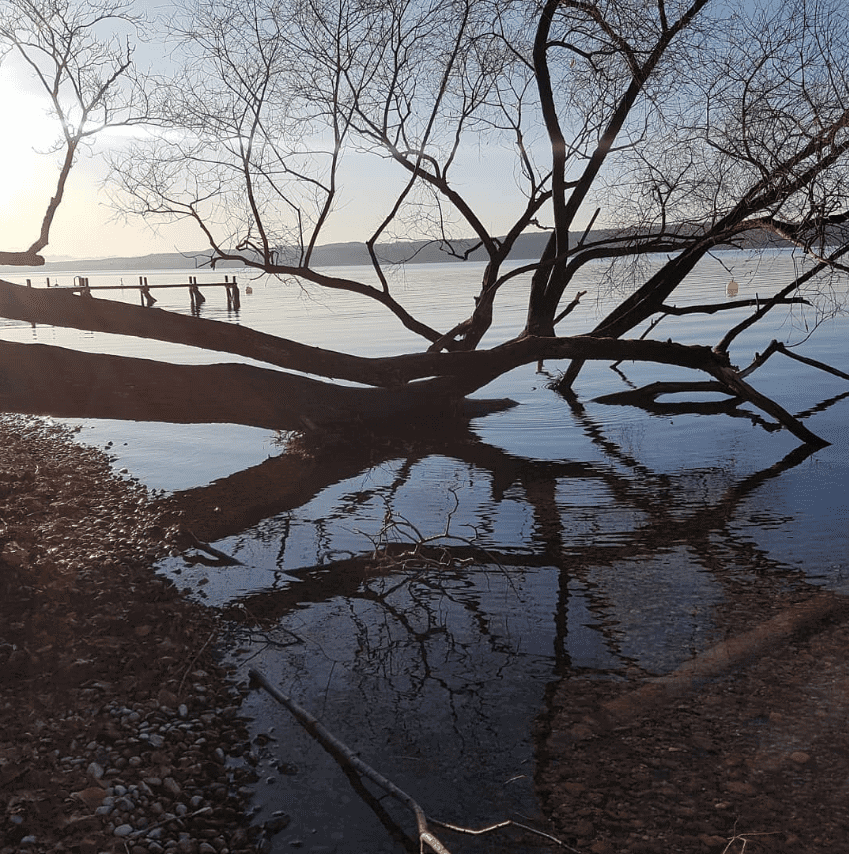 Ein umgestürzter Baum spiegelt sich im Wasser.