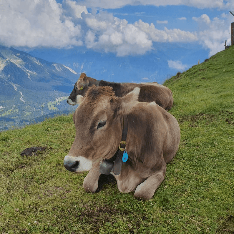 Kühe auf einer Almwiese