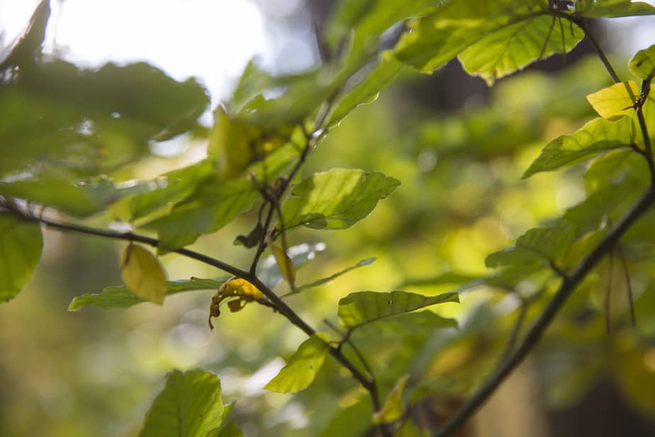 Naturfriedhof Schlosswald