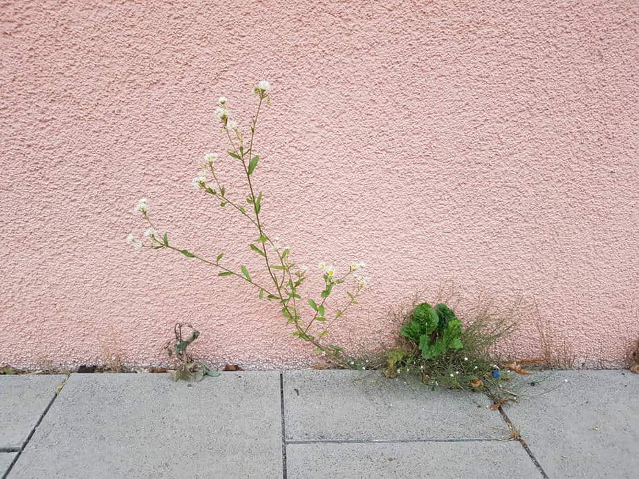 Zwischen Gehwegplatten und einer rosa gestrichenen Hauswand wächst Unkraut.